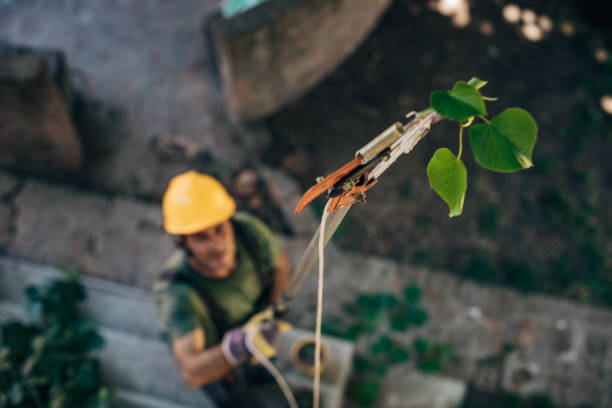 Best Storm Damage Tree Cleanup  in Ruskin, FL